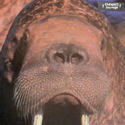 ENFANCE SAUVAGE "Nos Paupières racornies, Nos Cheveux" LP